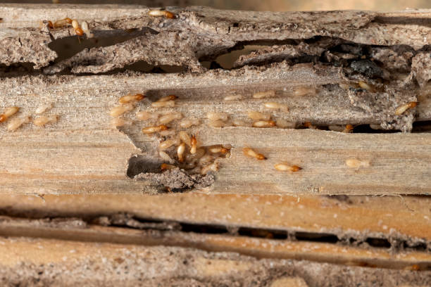 Best Best Pest Control Companies  in Havre, MT