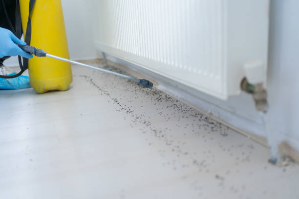 Professional Pest Control in Havre, MT